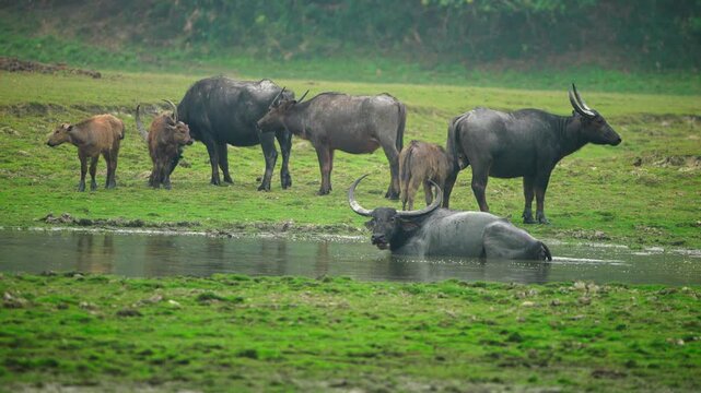 A cinematic shot of a herd of Indian water buffaloes grazing on green grass while one rests in a pond. Authentic rural wildlife scene in India.