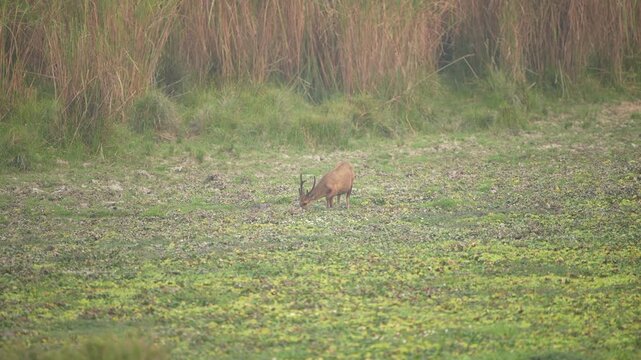 A cinematic shot of a Barasingha swamp deer foraging in the lush wetlands of India. Authentic wildlife behavior in a natural habitat, suitable for sustainability and nature documentaries.