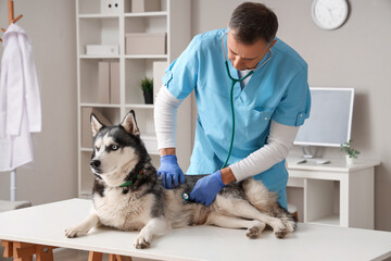 Male veterinarian examining cute husky dog on table in clinic © Pixel-Shot
