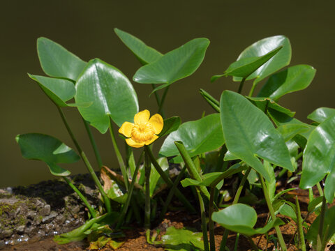 水生植物、コウホネ