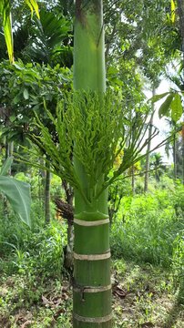 Tropical Areca Catechu Palm Tree Inflorescence Flower Cluster Detail with Botanical Marker Plaque in Lush Green Jungle Environment