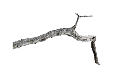 Obraz premium Dead branch with cracked bark isolated on transparent background.