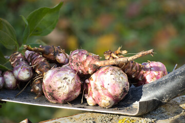 Jerusalem artichokes harvested and piled on shovel blade © NetPix