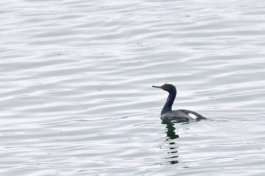 A Pelagic Cormorant (Urile pelagicus) swims in the cold waters of Alaska's Resurrection Bay near Seward.