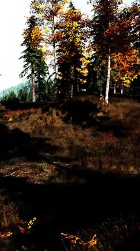 A forest scene shows trees with orange and yellow leaves. Sunlight filters through branches, creating patches of light and shadow on the ground. Grass and shrubs fill the space.