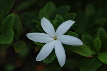 Fototapeta premium Darwin Gardenia , it is a type of gardenia. The flowers are white with six petals arranged in a circle. Sirikit Botanic Garden, Bangkok 