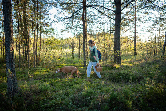 Woman forager accompanied by Vizsla dog walking through autumn pine forest collecting mushrooms, female hiker with pet searching for edible boletus mushrooms, traditional fall season leisure activity.