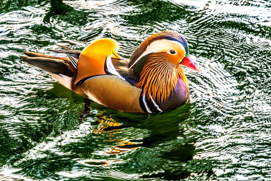 Colorful Mandarin Duck Aix Galericulata Beihai Lake Beijing China