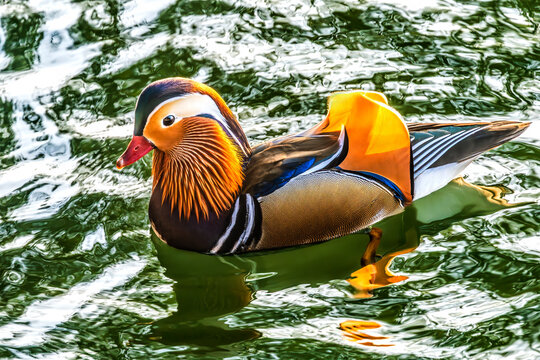 Colorful Mandarin Duck Aix Galericulata Beihai Lake Beijing China