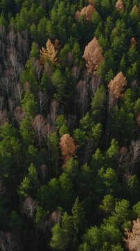 Aerial view of dense mixed forest canopy with evergreen pines and leafless deciduous trees, showing autumn color patches and long shadows in natural light