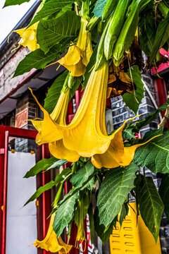 Yellow Golden Angel&rsquo;s Trumpet Plant Neighborhood Beijing China