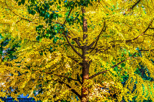 Colorful Yellow Fall Autumn Leaves Beihai Park Beijing China