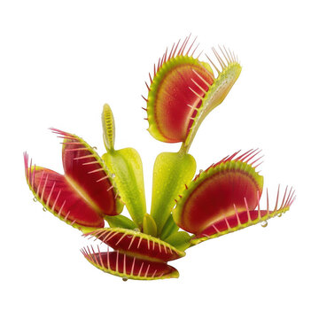 Venus flytrap plant catching an insect isolated on transparent background