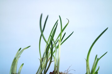 Obraz premium A growing shallot (Allium cepa var. aggregatum) shoot. Cylindrical green leaves can be seen extending from the top of the clove.
