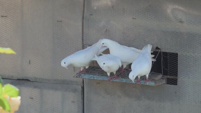 A flock of four elegant white roller pigeons standing together on a dovecote entrance.
