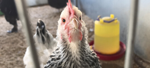 Chicken stands in a small pen with a water container nearby during a sunny day at the farm © Сергей Семенов