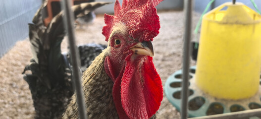 Rooster in a cage at a farm during the morning hours with other animals nearby and farm equipment in the background © Сергей Семенов