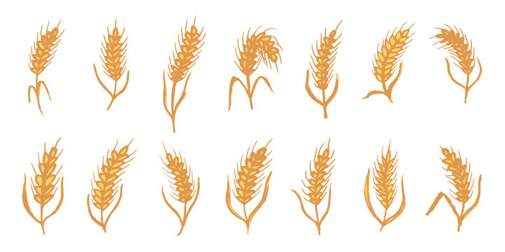 Set of hand drawn cereal wheat oat rye barley rice ears spikelet clipart Organic wheat bread agriculture farming harvest healthy food Single element for design print packaging label decor