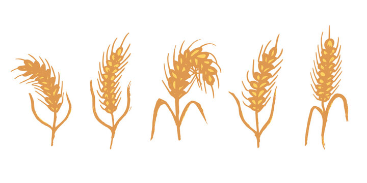 Set of hand drawn cereal wheat oat rye barley rice ears spikelet clipart Organic wheat bread agriculture farming harvest healthy food Single element for design print packaging label decor