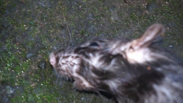 Dead rat in front of the house, hantavirus, virus.
