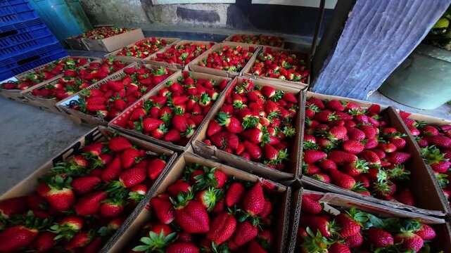 Wide angle view revealing a large supply of fresh sweet berries packed in cartons for wholesale market distribution