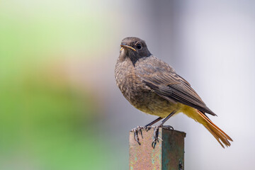 Młoda pleszka (zwyczajna) (Phoenicurus phoenicurus)  © Janusz Lipiński