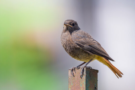 Młoda pleszka (zwyczajna) (Phoenicurus phoenicurus)	