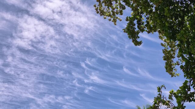 Nubes blancas con forma abstracta en cielo azul y &aacute;rboles movi&eacute;ndose lentamente  