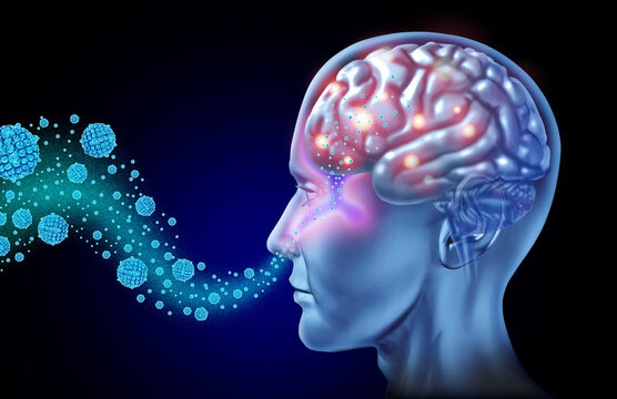 Brain Aging Reversal Innovative nasal spray delivers microRNA packed vesicles to reduce chronic inflammation and recharge cellular power plants turning back the clock on neural degeneration.