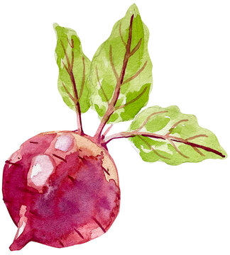 Watercolor beetroot illustration with green leaves fresh organic purple root vegetable isolated on black background
