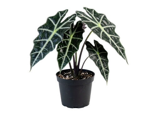 Alocasia amazonica polly plant in a black plastic pot isolated on transparent background