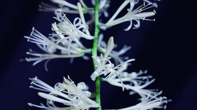 サンスベリア バキュラリス ミカドの開花のインターバル撮影　黒背景　スローズーム