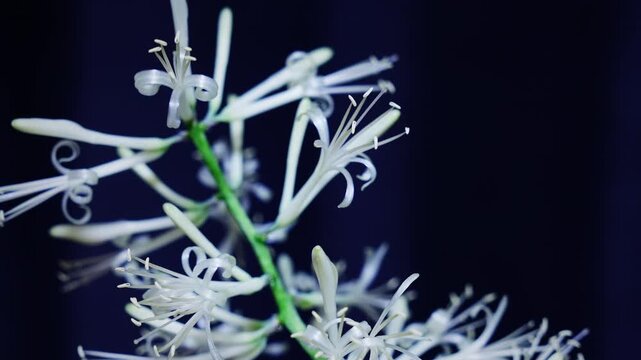 サンスベリア バキュラリス ミカドの開花のインターバル撮影　黒背景　スローズーム