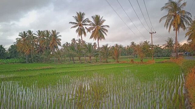 Green rice field in Banyuwangi at sunrise.