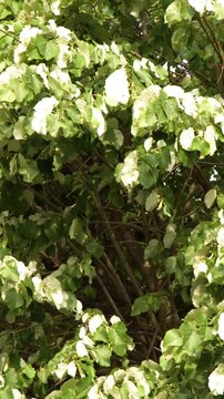 Lush Green and White Leaves on Tree Branches in Paris