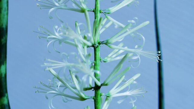 サンスベリア バキュラリス ミカドの開花のインターバル撮影　白背景　スローズーム