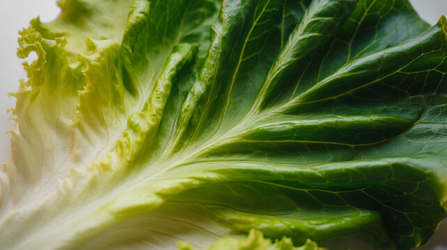 Close up macro view of a vibrant green lettuce leaf with detailed veins and texture