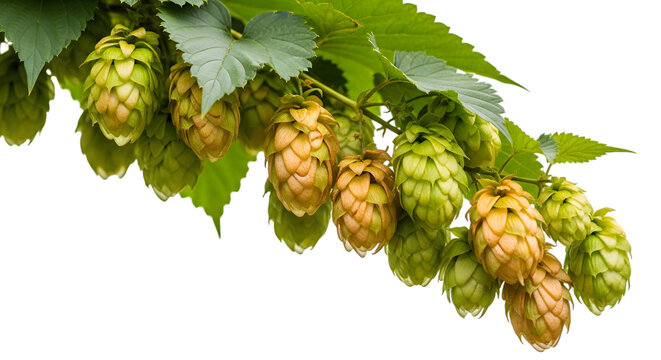 Fresh hop cones branch with green leaves isolated on transparent background