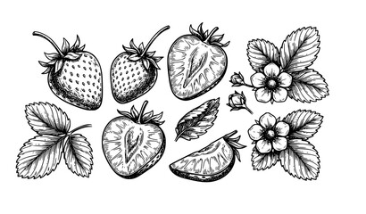 Hand drawn strawberry sketch vector illustration black and white botanical fruit drawing set © MdShafikul