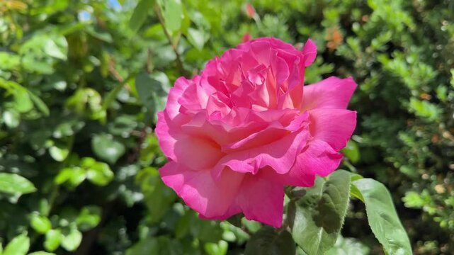 Rose rosa beautiful flower in garden.