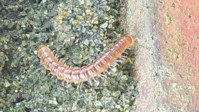 


A close-up macro shot of a baby millipede crawling on wet soil after rain.#003
​한글: 비 온 후 젖은 흙 위를 기어가는 새끼 노래기의 초근접 매크로 전신 영상.#003
