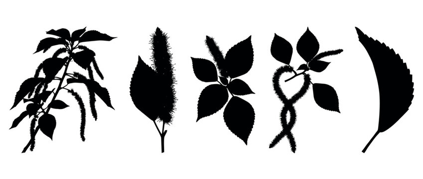 Amaranthus plant silhouettes icons set. Amaranth plant icon. Leaf, stem, flower icon. Botanical, nature symbol. Black solid silhouette style