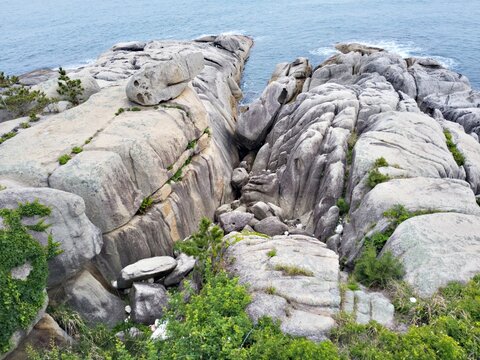 Rocky coast and small pine tree at Songjiho beach in Goseong, South Korea