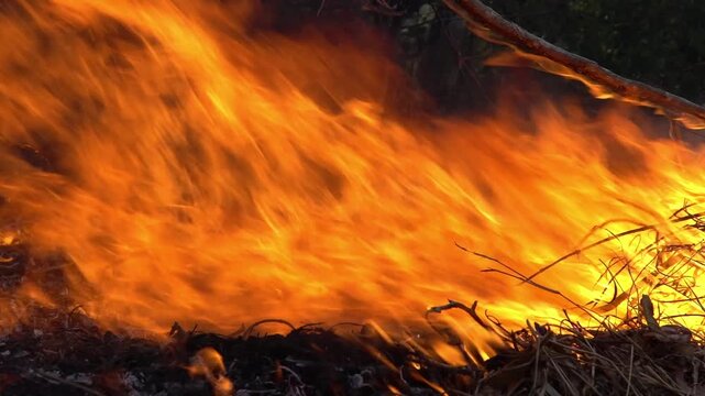 Wildfire burning on dry leaves must have a Firebreak in the tropical forest floor.