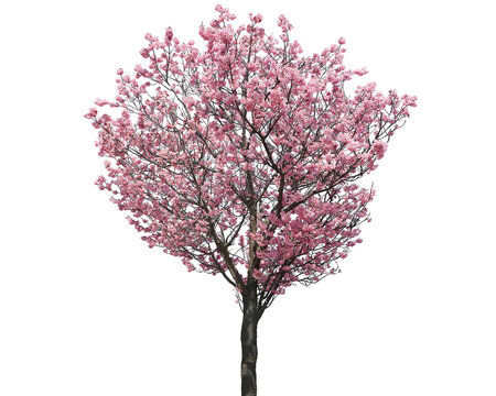 Beautiful blooming cherry blossom tree with delicate pink flowers in full spring bloom