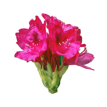 R&oacute;żanecznik, azalia, rododendron (Rhododendron L.)