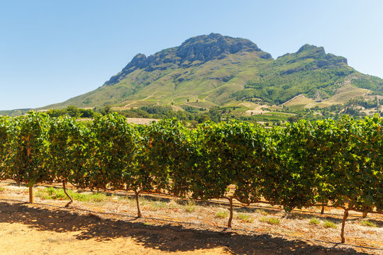 Sunlit vineyard rows with mountain backdrop