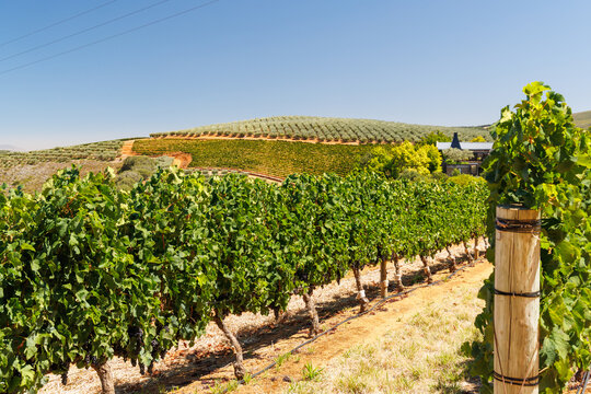 Sunlit vineyard rows with mountain backdrop