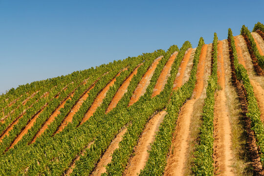 Sunlit vineyard rows in South Africa