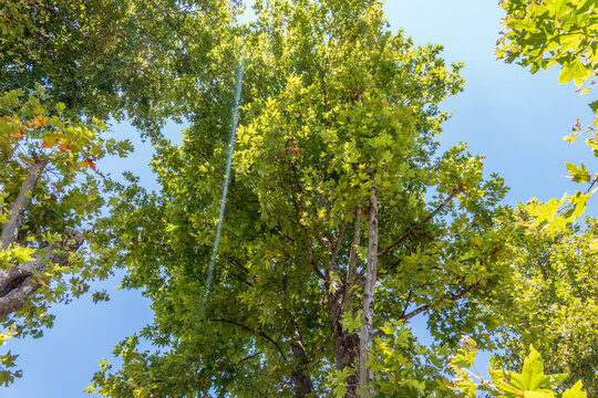 Green Leaves and young futis of Pltatanus oreintalis tree in sunset light.
